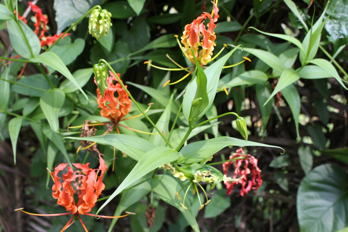 Gloriosa superba L.